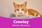 Ginger cat Crowley with heading 'Gentle observer'