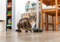 tabby-and-white cat sat behind black ceramic bowl with white polka dots 