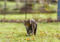 brown tabby cat walking on grass outdoors