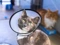 tortoiseshell-and-white cat wearing plastic cone collar