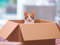 ginger-and-white cat sat in cardboard box