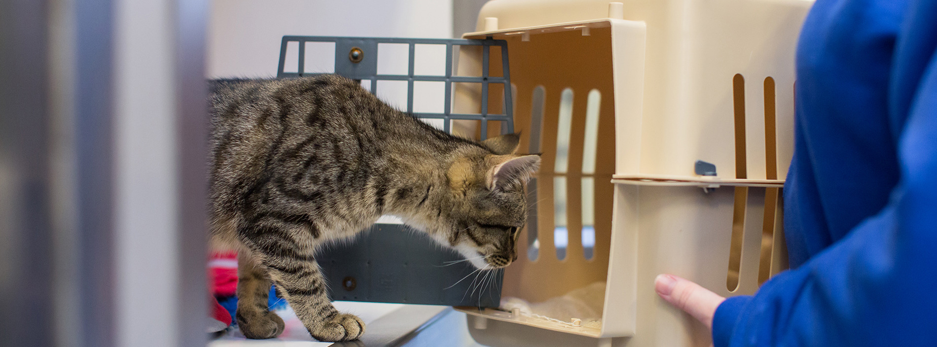 How to choose and use a cat carrier