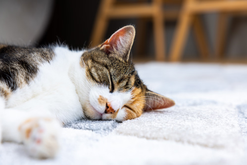A calico cat lying on a rug