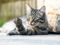 brown tabby cat lying down and looking at front paw in the air