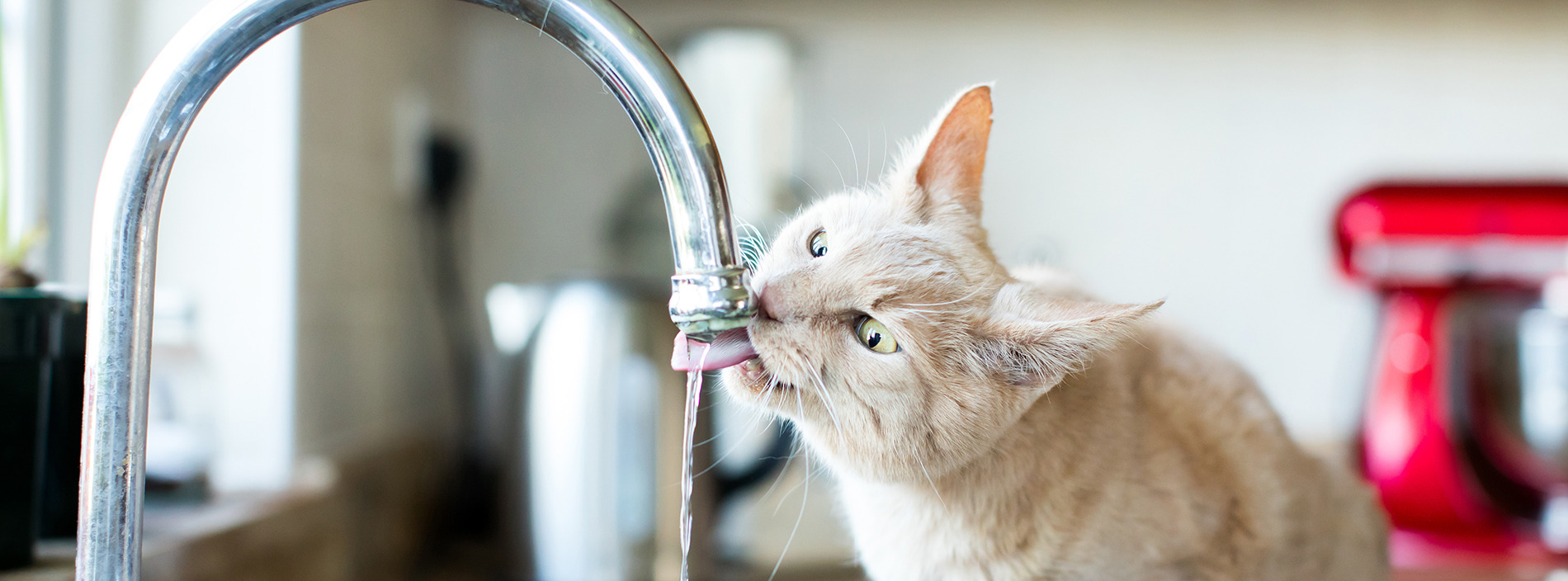 Cats and drinking