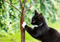 black-and-white cat scratching tree trunk outdoors 