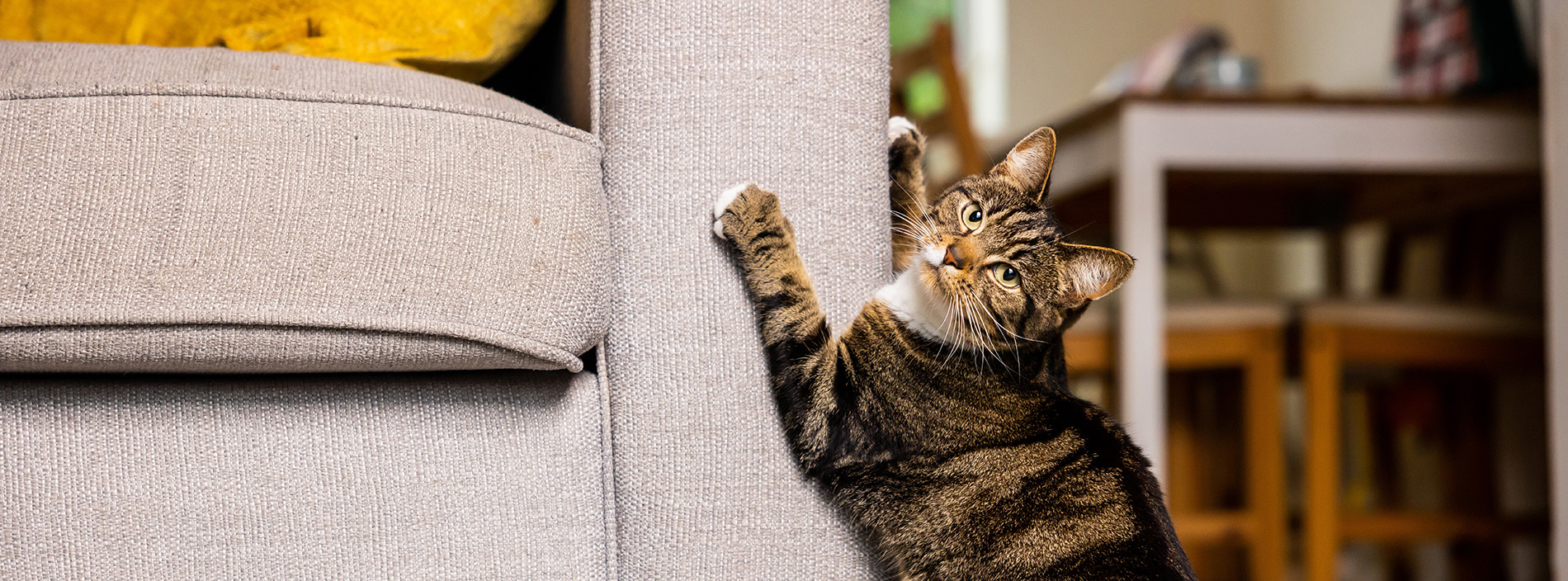 Scratching
