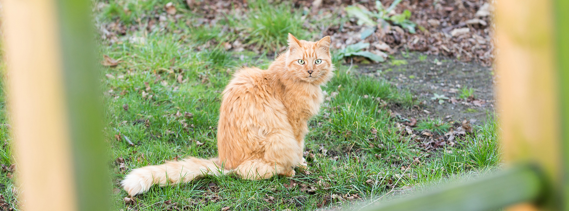 Stray cats