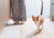 Ginger-and-white cat walking along a hallway rug with its tail raised.
