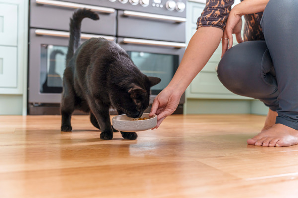 Can cats be vegetarian or vegan?