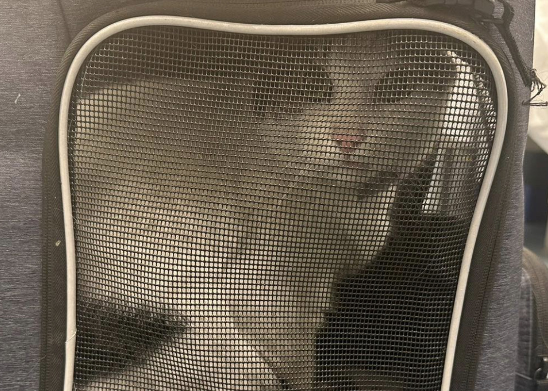 Hitchhiking cat survives 15-mile drive wedged under a car to arrive at rescue centre