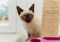 beige kitten with blue eyes and brown ears and face looking at scratching post