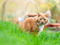 long-haired ginger-and-white cat sat in long grass outdoors