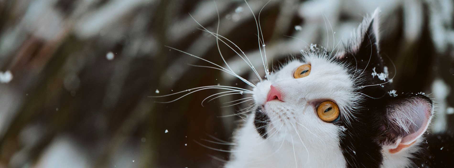 Cats and cold weather
