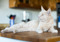  A ginger cat lying on the kitchen countertop