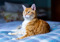 A ginger-and-white cat lying on a bed