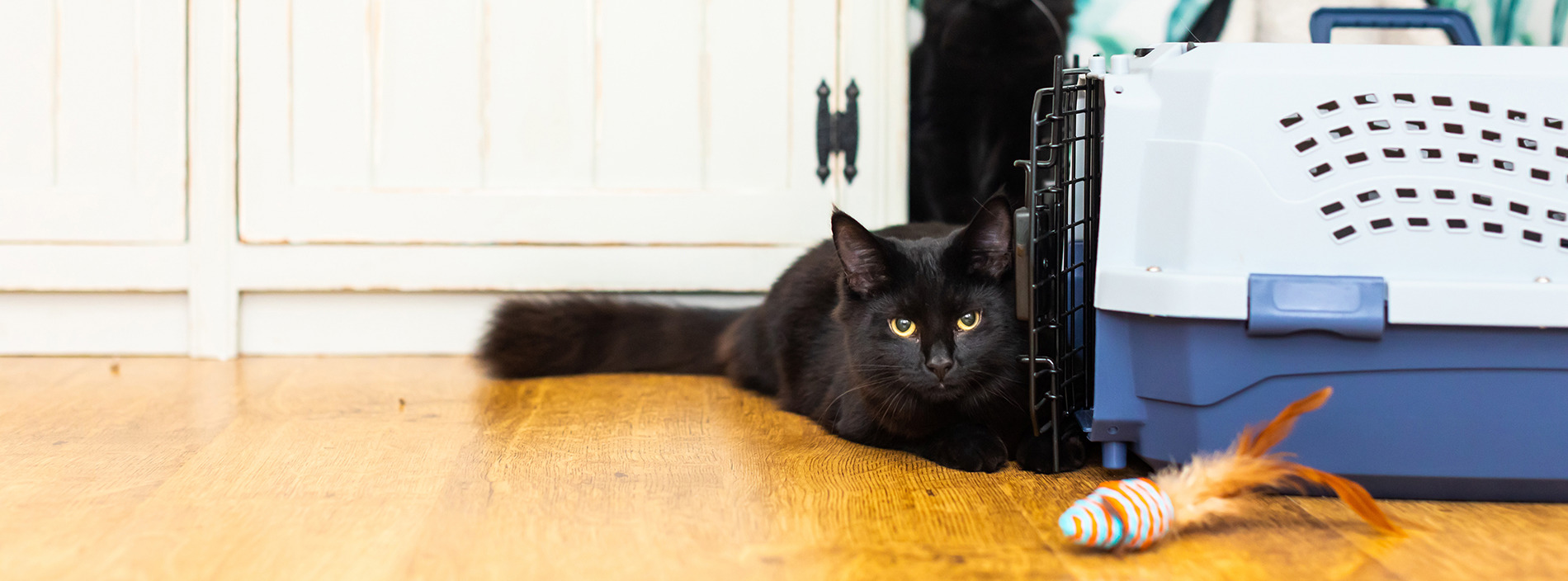 Travelling with your cat
