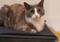 calico cat sat on top of closed navy blue suitcase