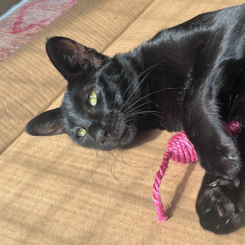 Charity seeks patient Islander with spacious home for energetic cat with wild traits