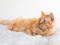 long-haired ginger cat lying down