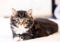 brown tabby-and-white kitten