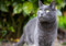 grey cat outdoors
