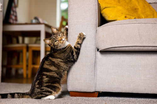 brown tabby cat scratching a grey sofa