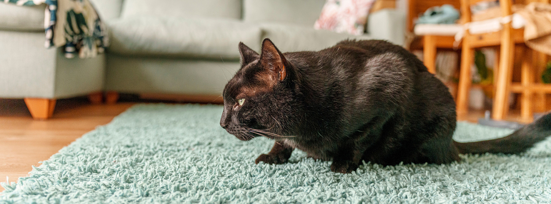 Vomiting in cats