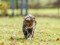 Brown tabby cat walking across grass outdoors, looking towards the camera.
