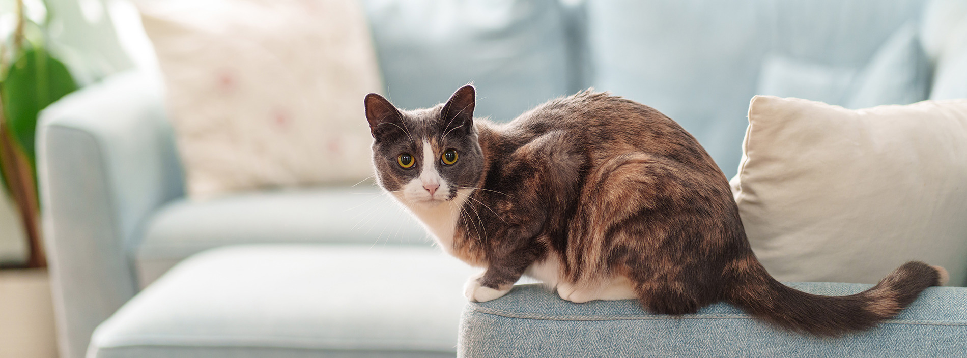 Finding a behaviourist