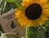 Sunflower Seeds