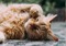 long-haired ginger tabby cat lying on their side with their paw up by their face
