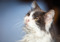 Long-haired grey-and-white cat