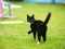 Black-and-white cat walking across a grassy lawn with its tail raised and looking back over its shoulder.