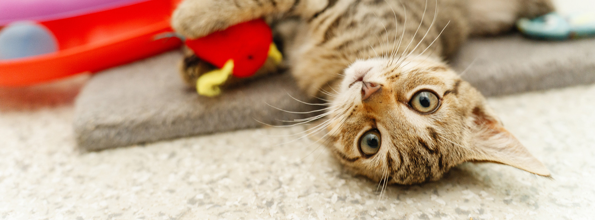 Cats with cerebellar hypoplasia