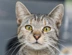 Grey Tabby Cat 250522UKCC088