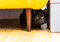 A black cat hiding under a yellow chair