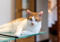 ginger-and-white cat lying on a glass table