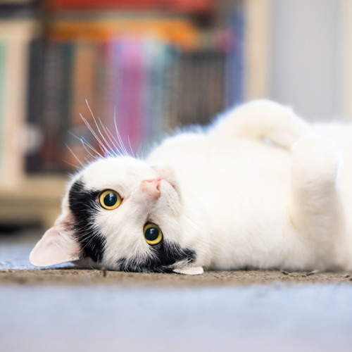 white-and-black lying on the floor with their head upside down