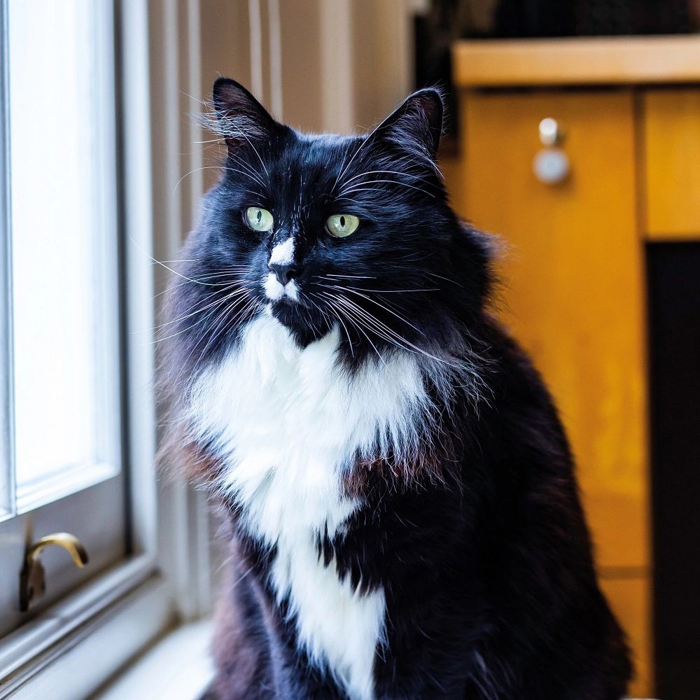 Cats changing lives battle for top honours in prestigious awards