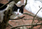 A black-and-white cat in a tree