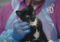 Black and white cat being held by Cats Protection team member