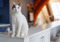 White cat with black/grey patches sitting on a white worktop