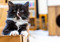 black-and-white kitten sitting in cardboard box