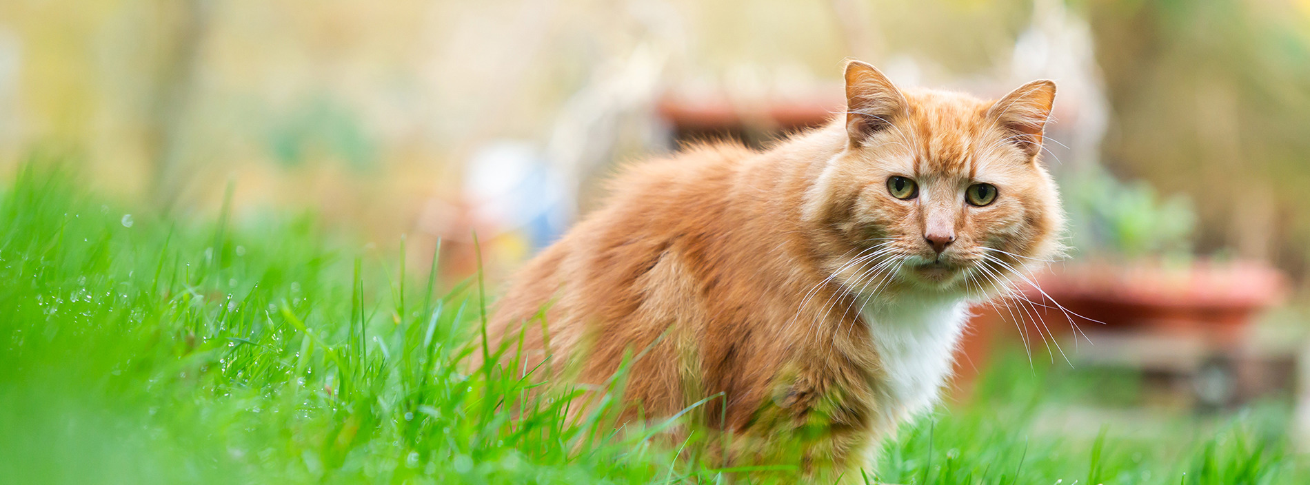 Keeping cats safe outside