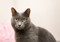 grey cat