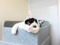 black-and-white cat with yellow eyes