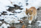 ginger-and-white kitten walking along a path with snow and leaves around them