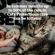 A grey tabby kitten. Text says 'In summer months up to 50% of the cats in Cats Protection care can be kittens!'