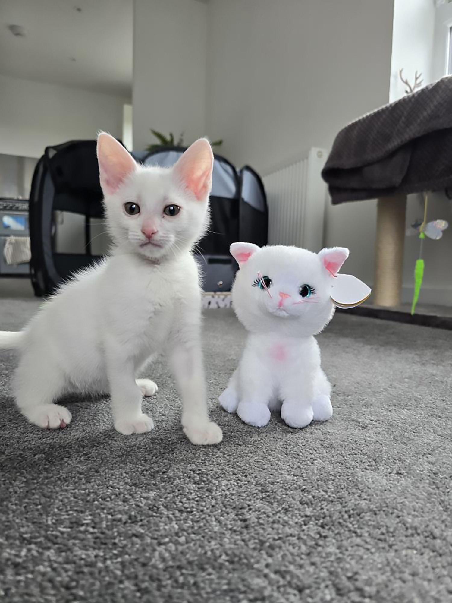 Neglected Glasgow kitten’s story helps transform the lives of cats